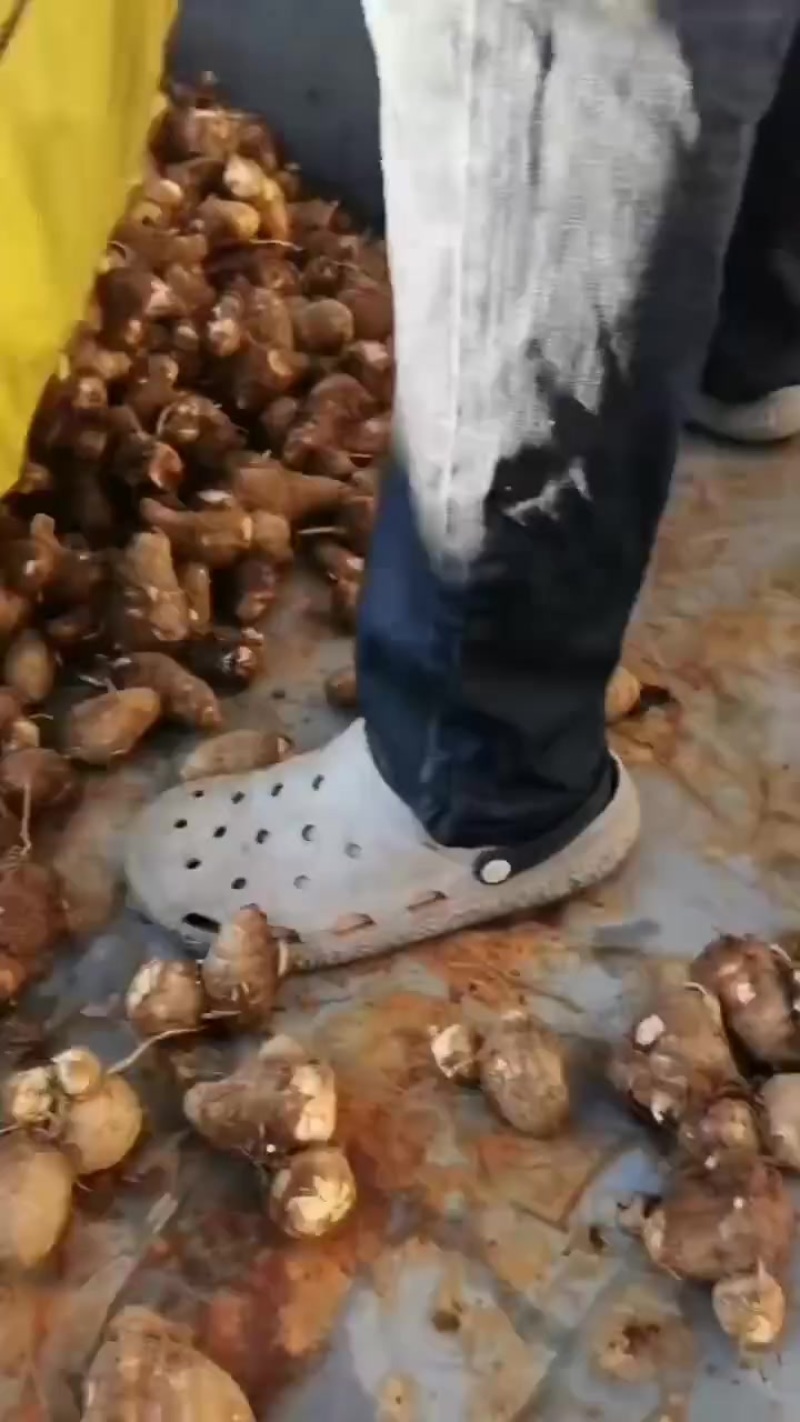 毛芋头大球，中球，小球，通货随到随装，交通方便