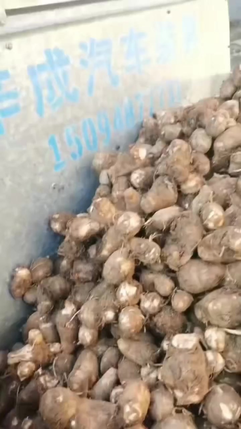 毛芋头大球，中球，小球，通货随到随装，交通方便