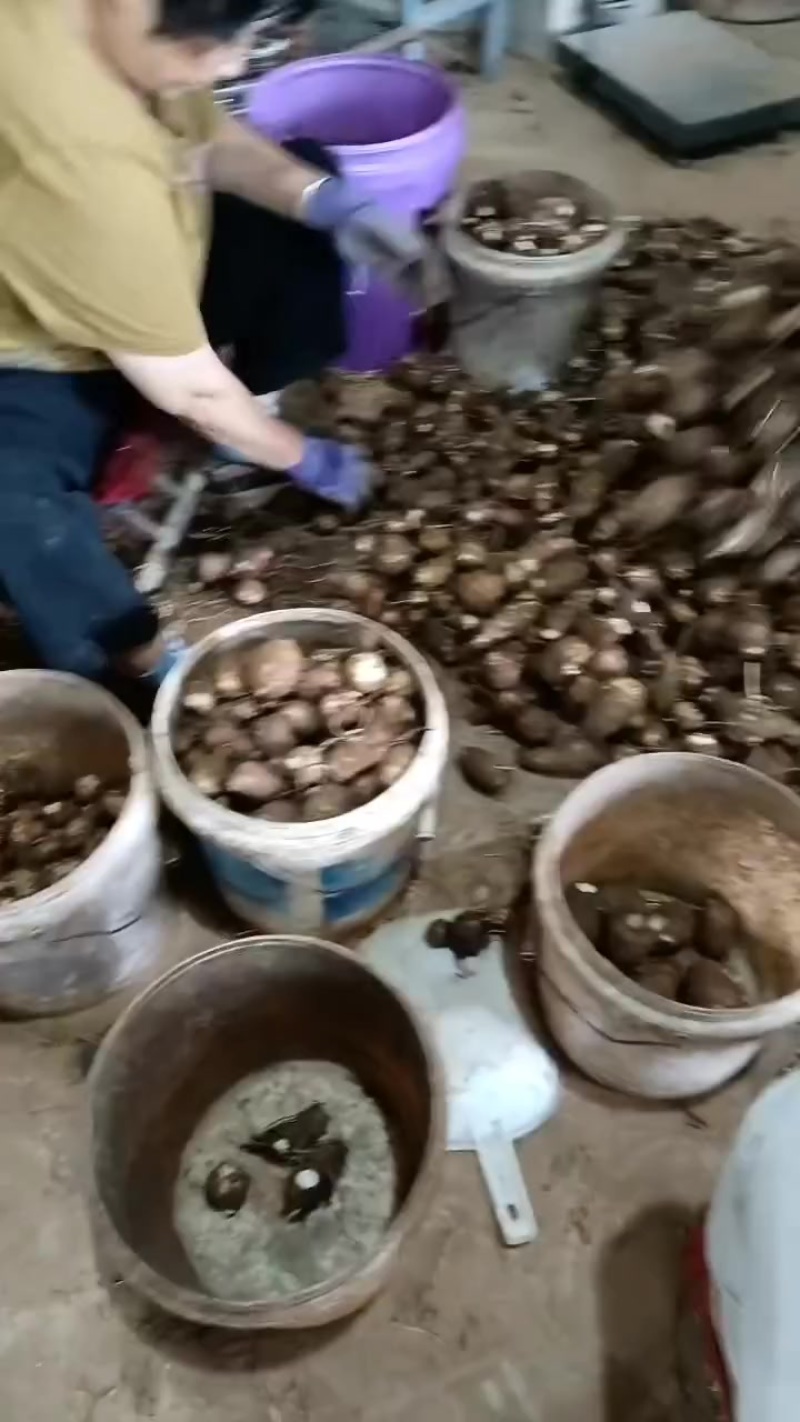 毛芋头大球，中球，小球，通货随到随装，交通方便