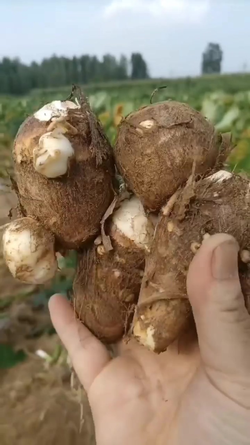毛芋头大球，中球，小球，通货随到随装，交通方便