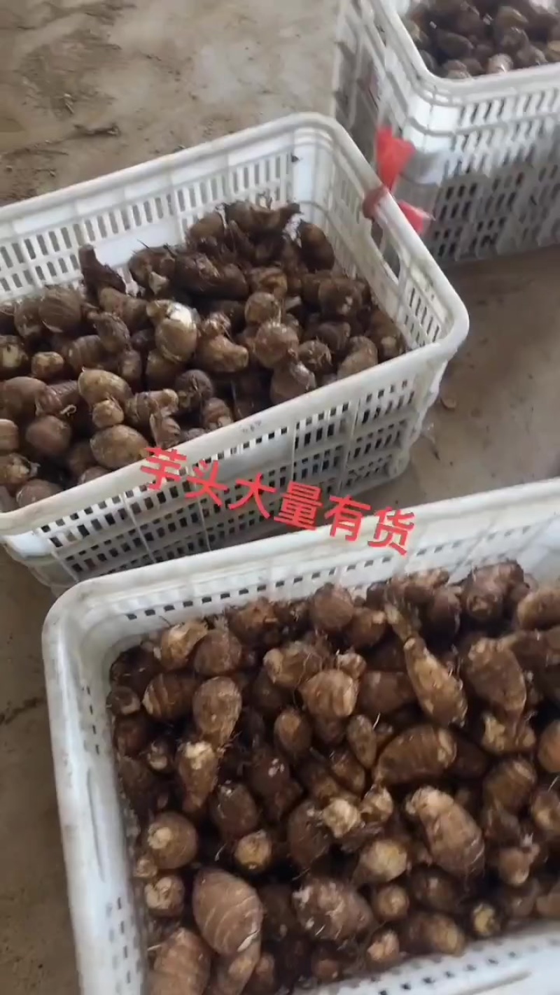 毛芋头大球，中球，小球，通货随到随装，交通方便
