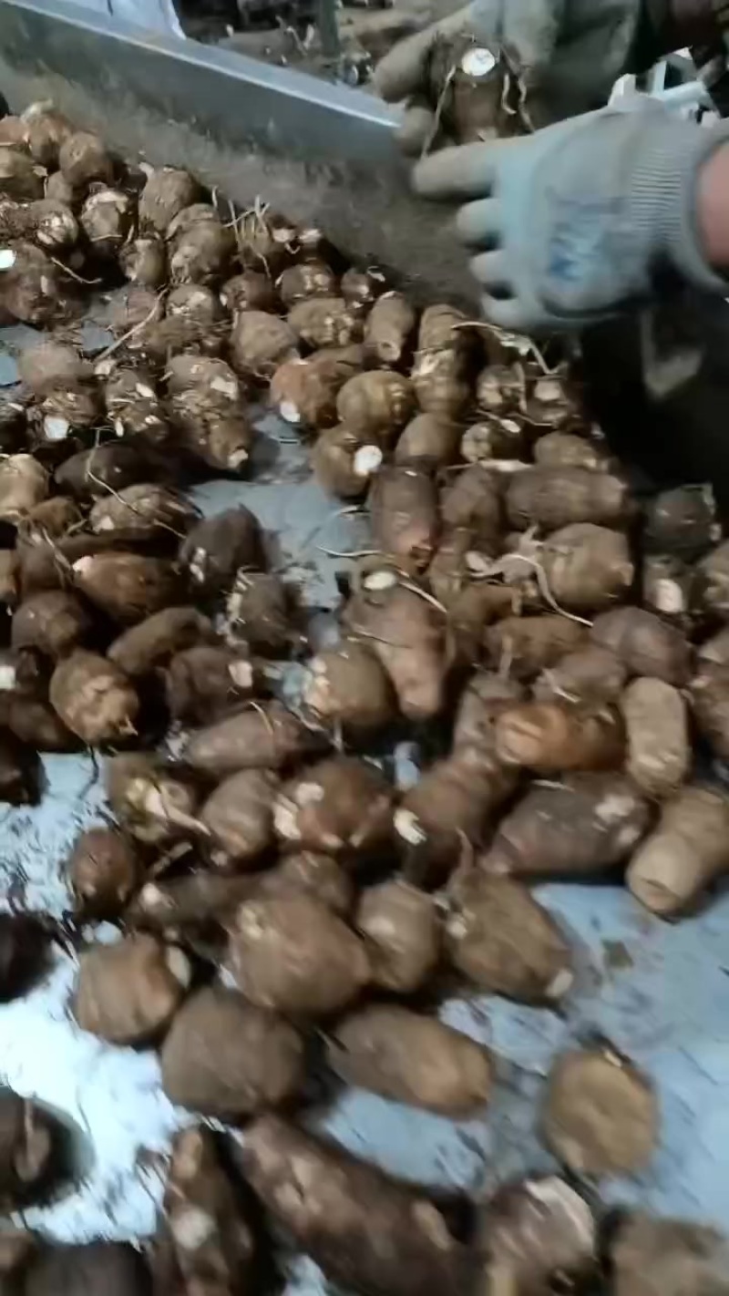 毛芋头大球，中球，小球，通货随到随装，交通方便