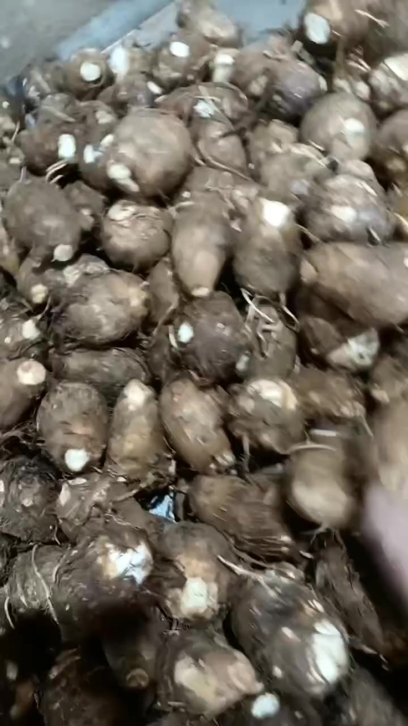 毛芋头大球，中球，小球，通货随到随装，交通方便