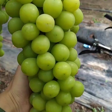 阳光玫瑰