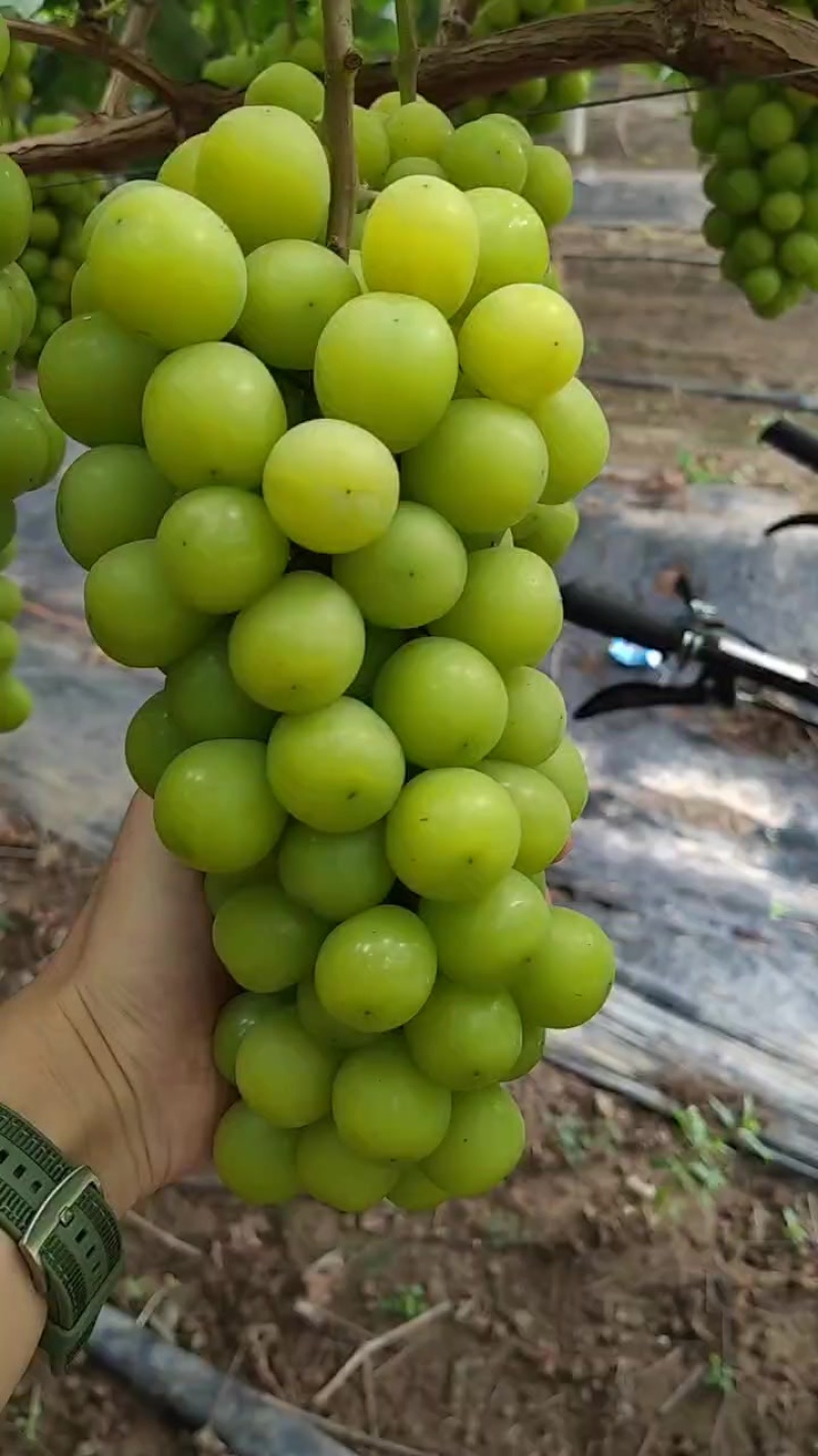 阳光玫瑰
