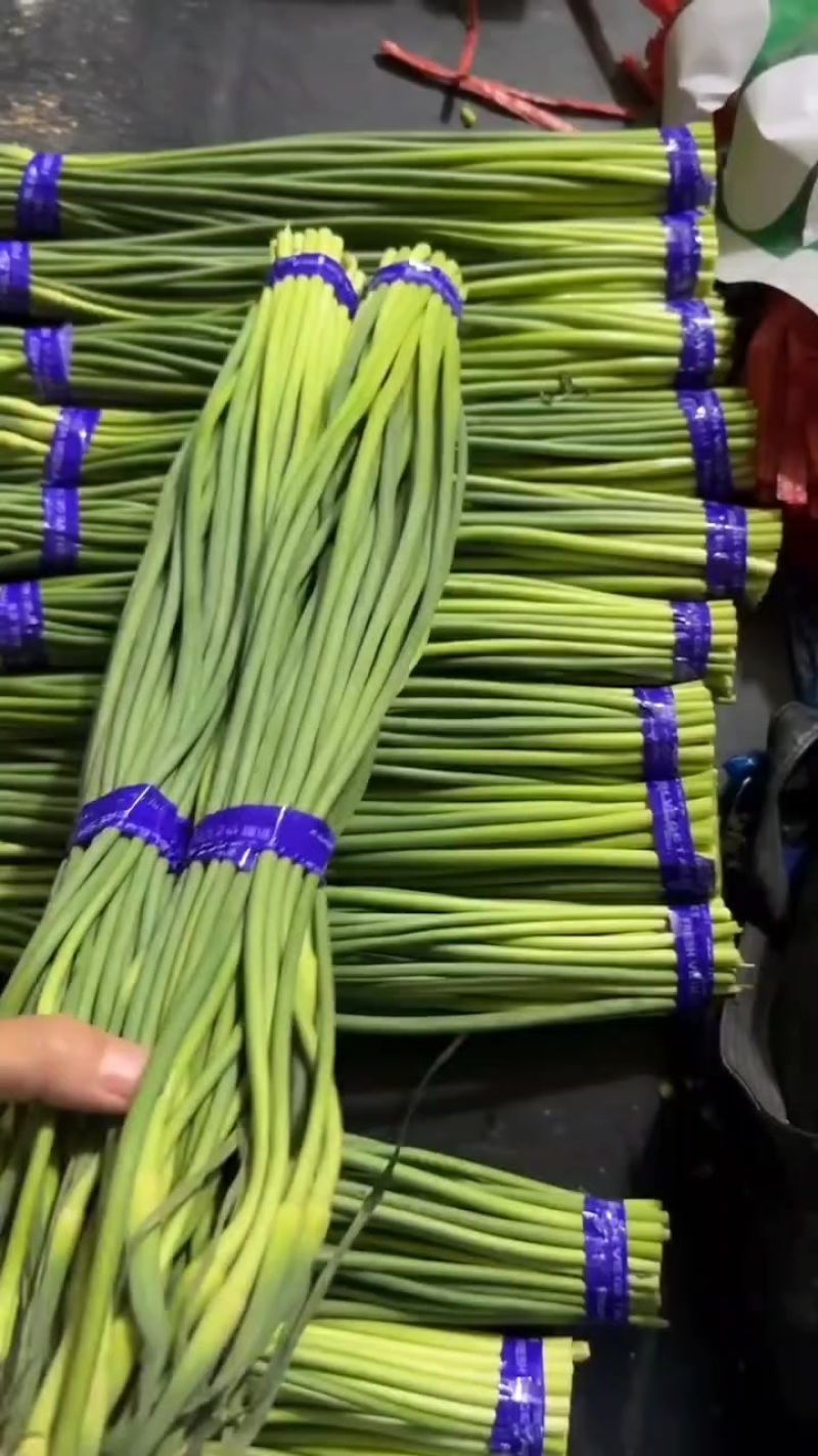 邯郸精加工蒜苔