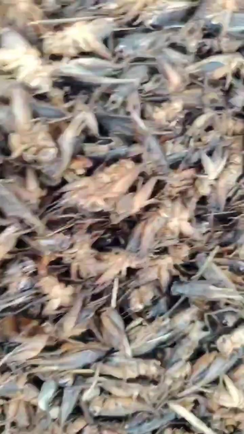 蛐蛐蟋蟀香油壶大量批发