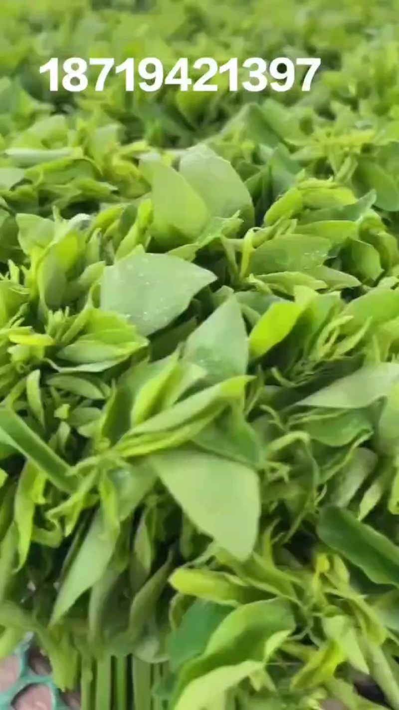 树仔菜产地直销自产自销