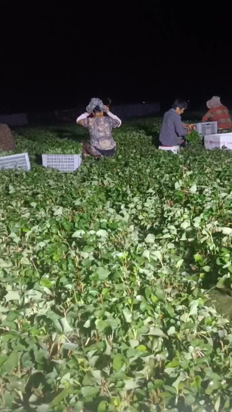 鱼腥草尖