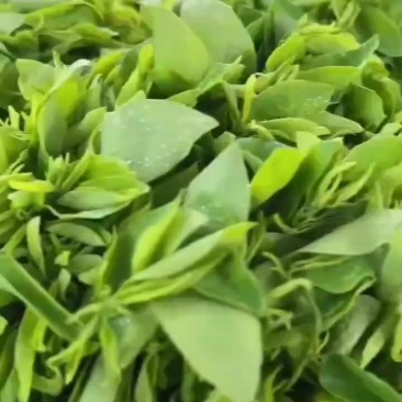 树仔菜产地直销自产自销