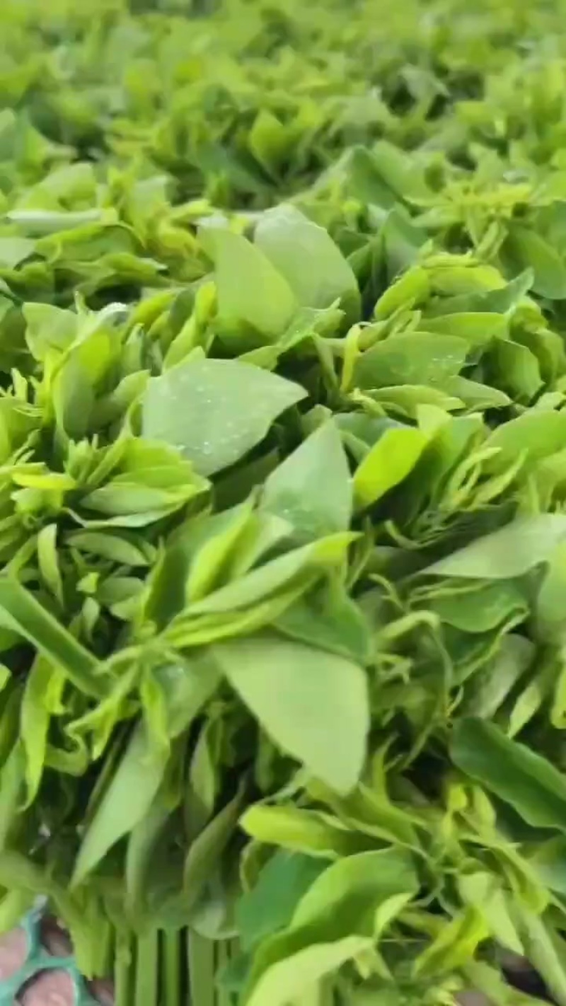 树仔菜产地直销自产自销