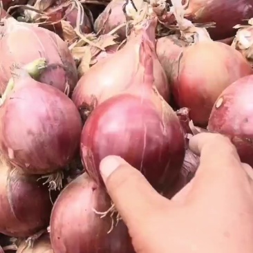 红皮洋葱