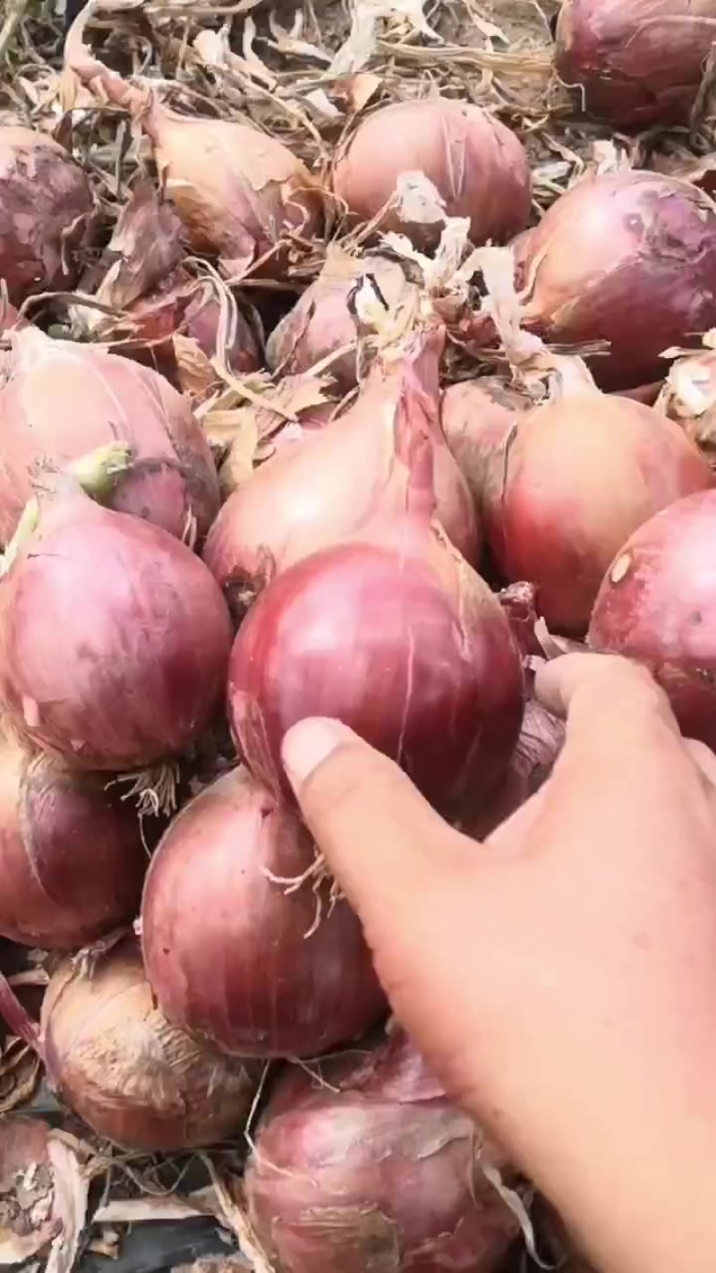 红皮洋葱