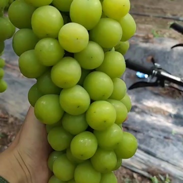 阳光玫瑰大量货源