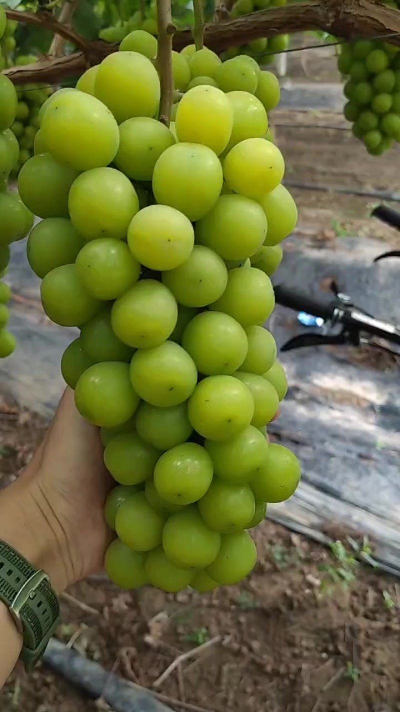 阳光玫瑰大量货源