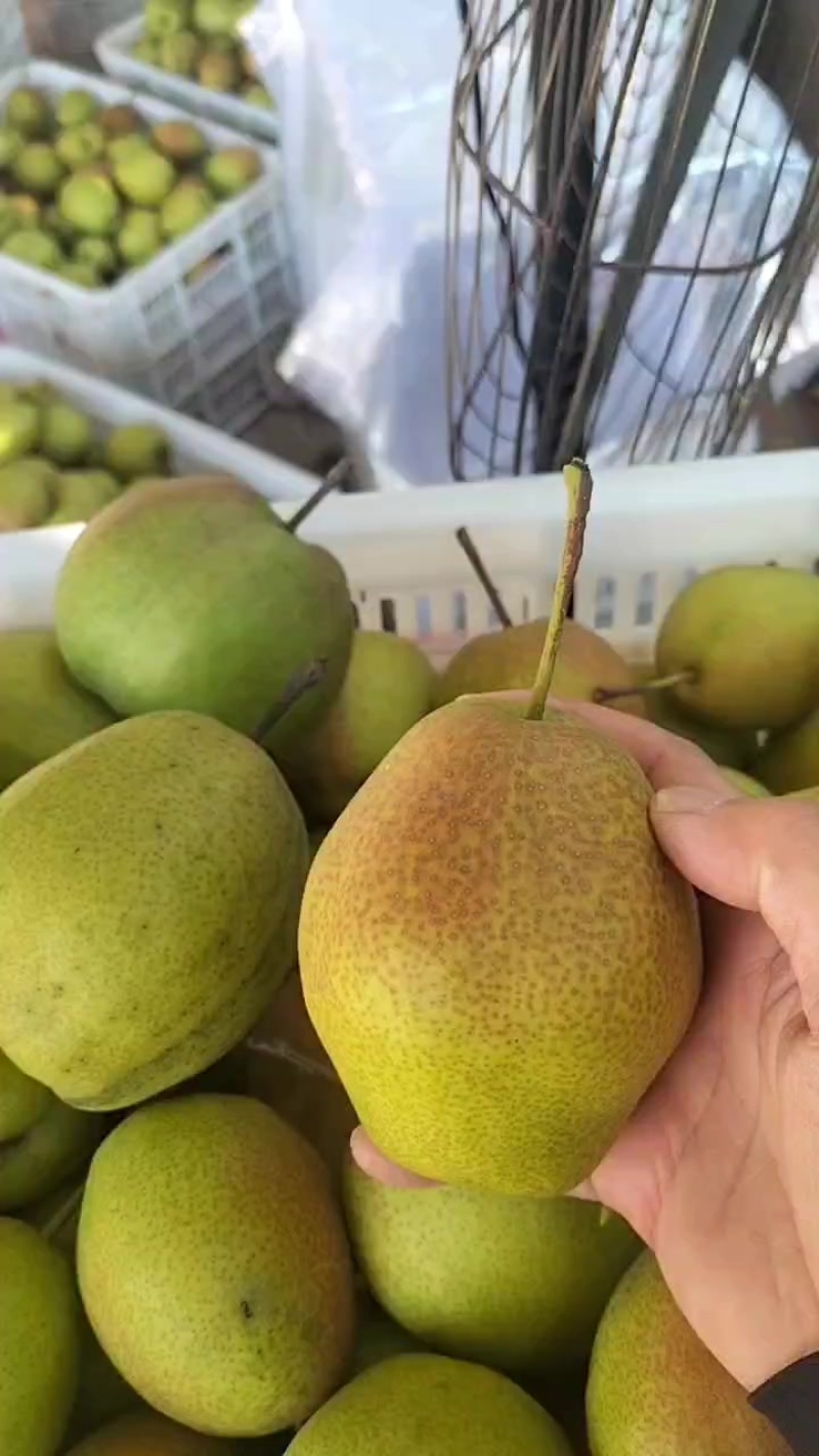 红香酥，近距离看皮红瓤脆甜度水分杠杠的欢迎老板来电支持