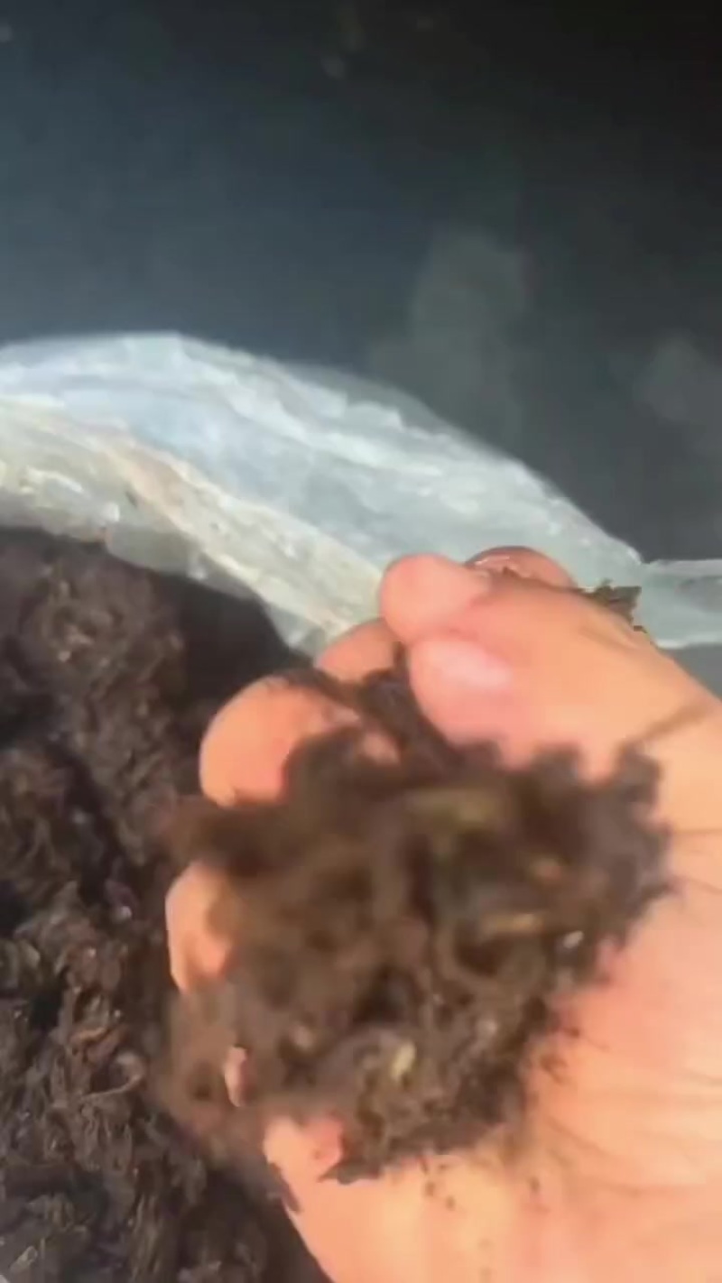 酒糟