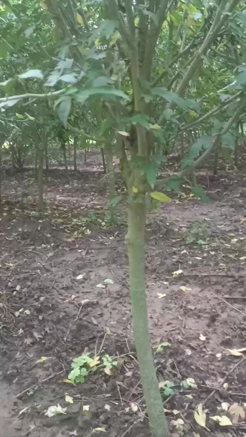 3一4公分木槿