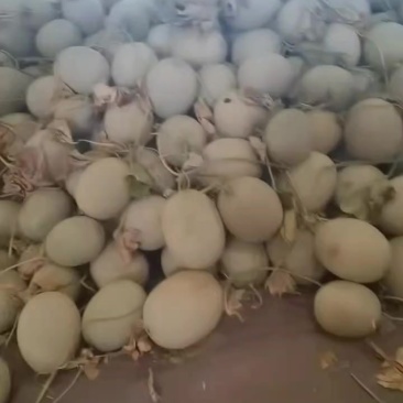 网纹瓜
