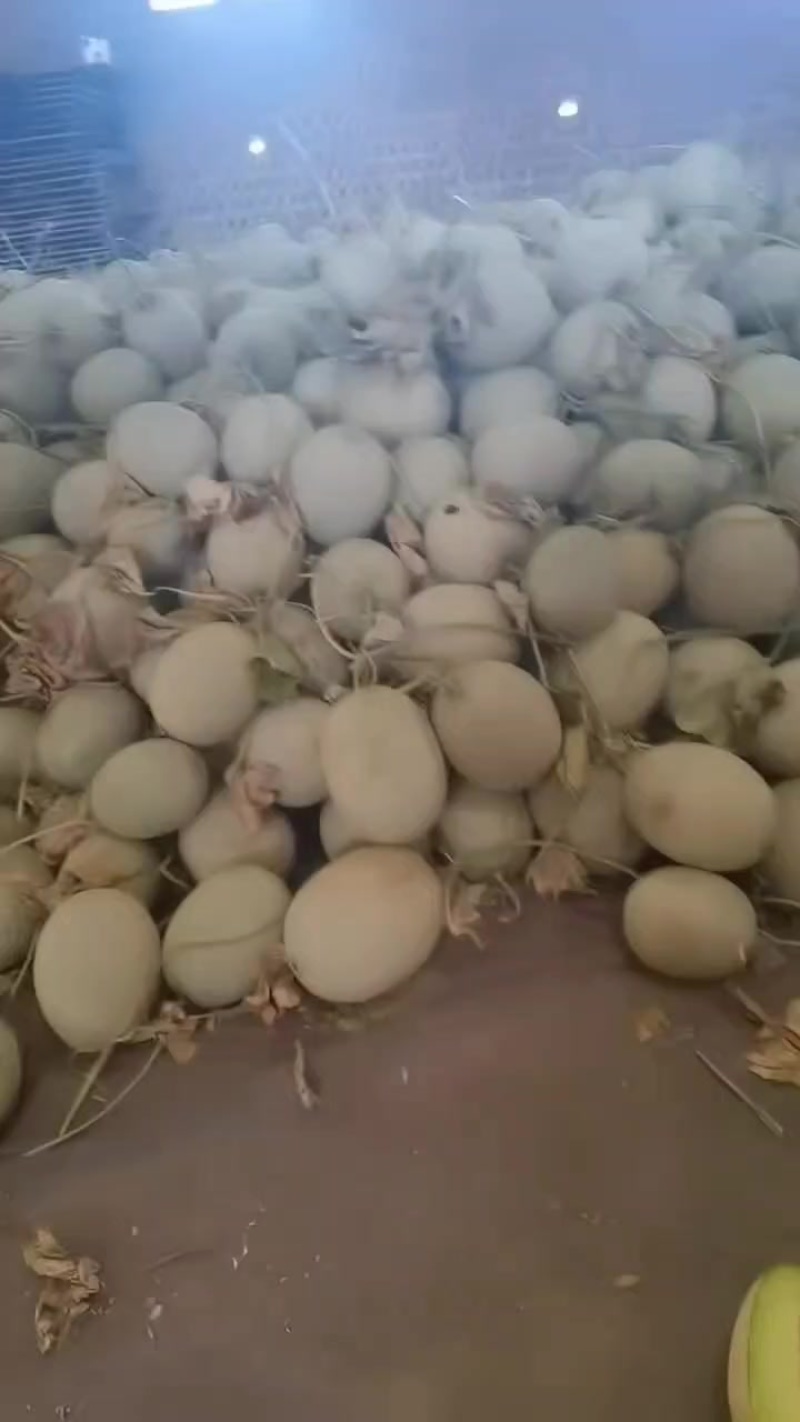 网纹瓜