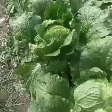 黄蕊白菜