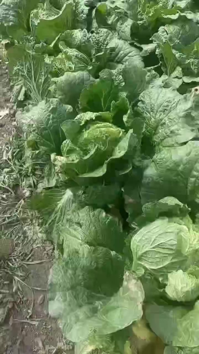 黄蕊白菜
