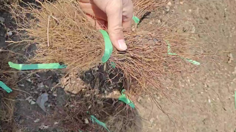 金山金燕绣线菊