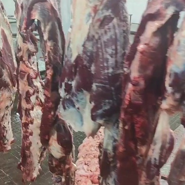 鲜牛肉批发