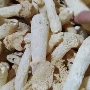 福建省古田县食用菌食用菌之都
