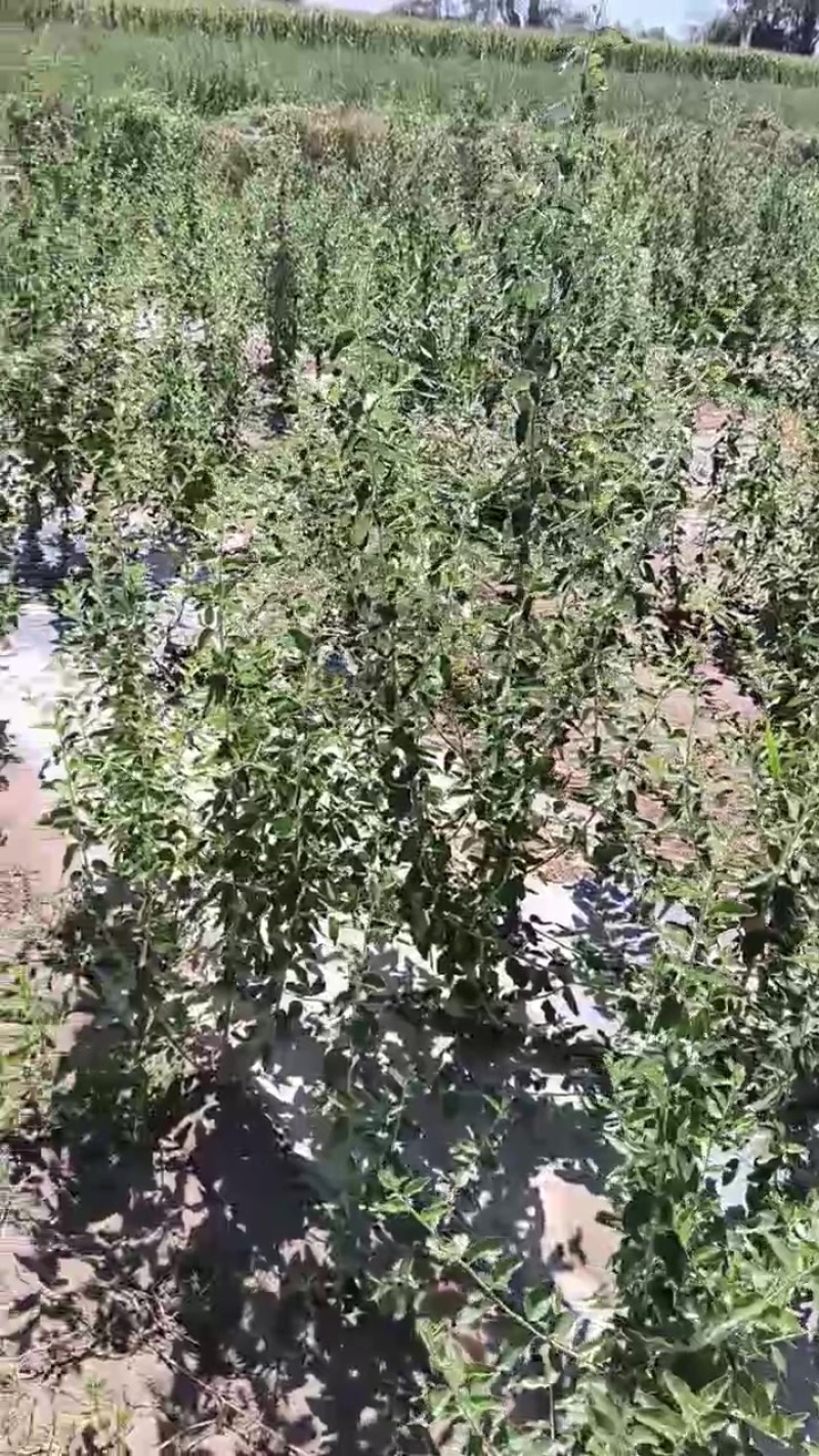 沙枣树