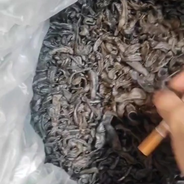 水蛭，清水小吊干