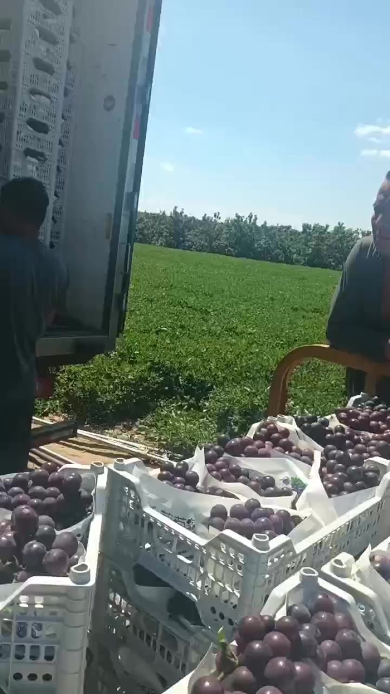辽宁锦州陆地葡萄基地大量货源供应