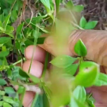 小红参，茜草科植物，中草药小红参，山货无人工干预