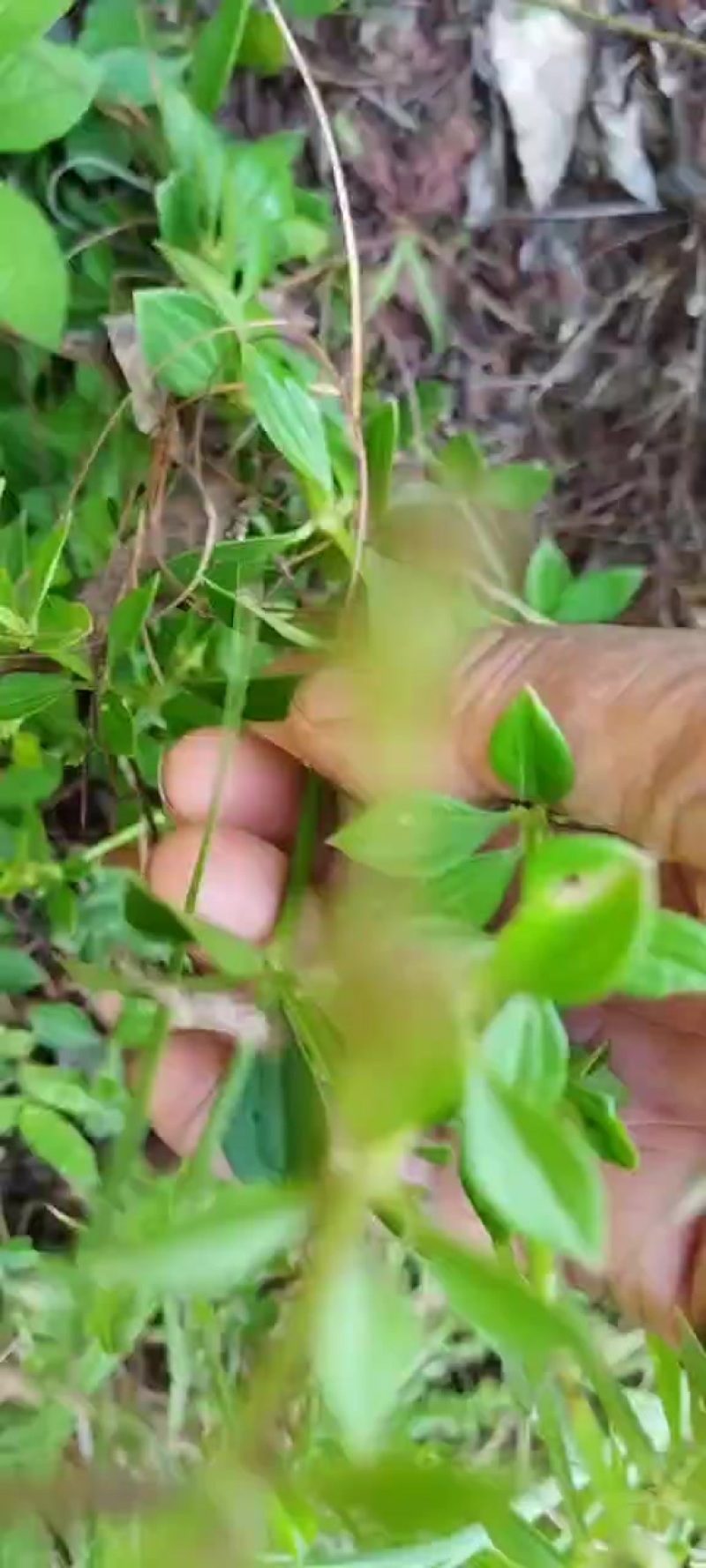 小红参，茜草科植物，中草药小红参，山货无人工干预