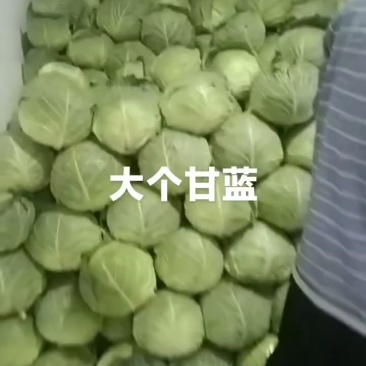 大个甘蓝