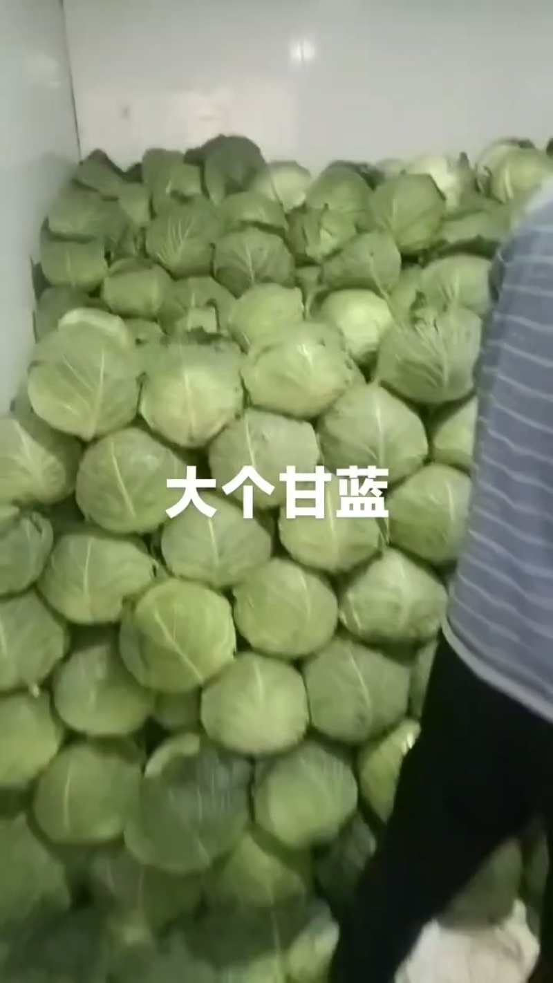 大个甘蓝