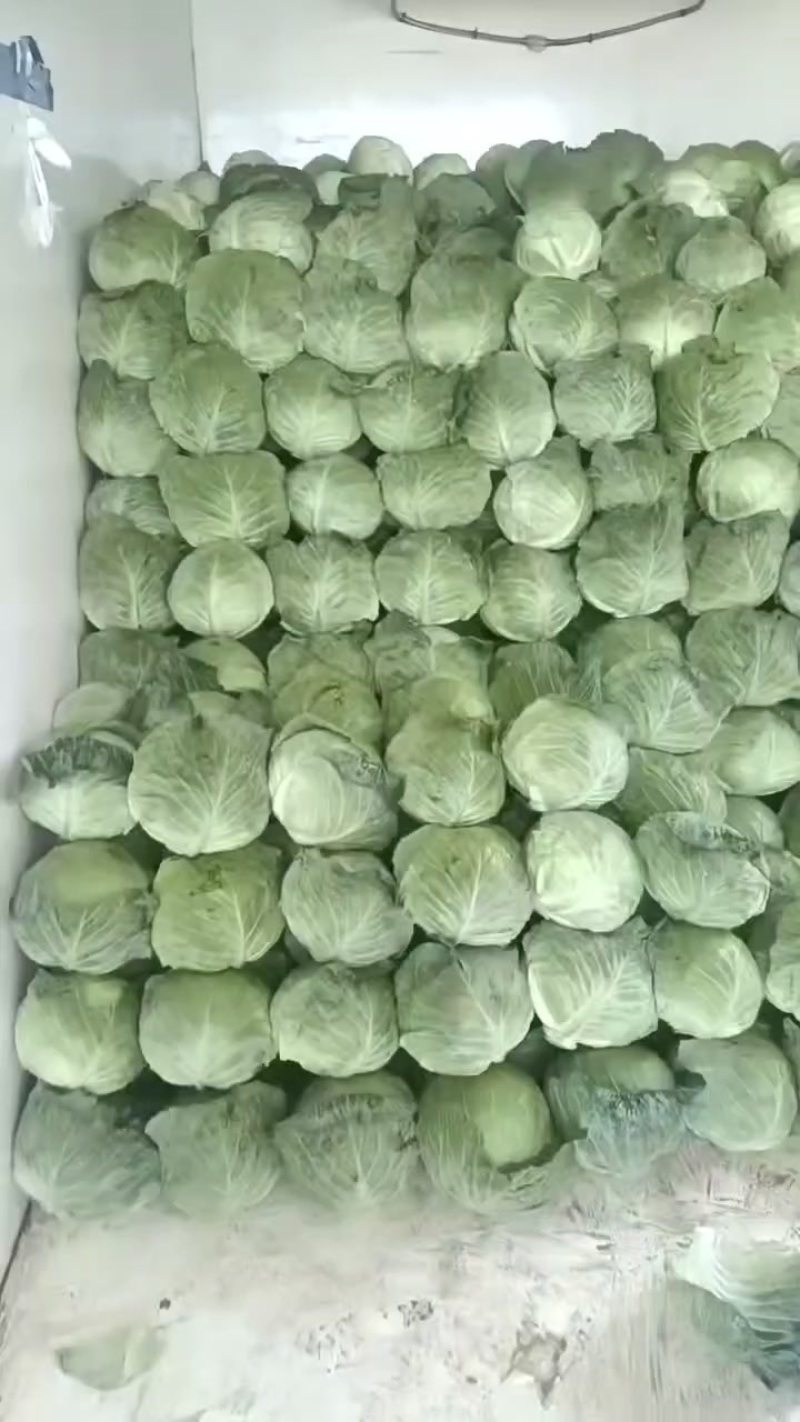 大个甘蓝