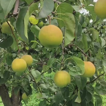 玉露香梨自产自销，口感好，糖分高，果面好价格优惠