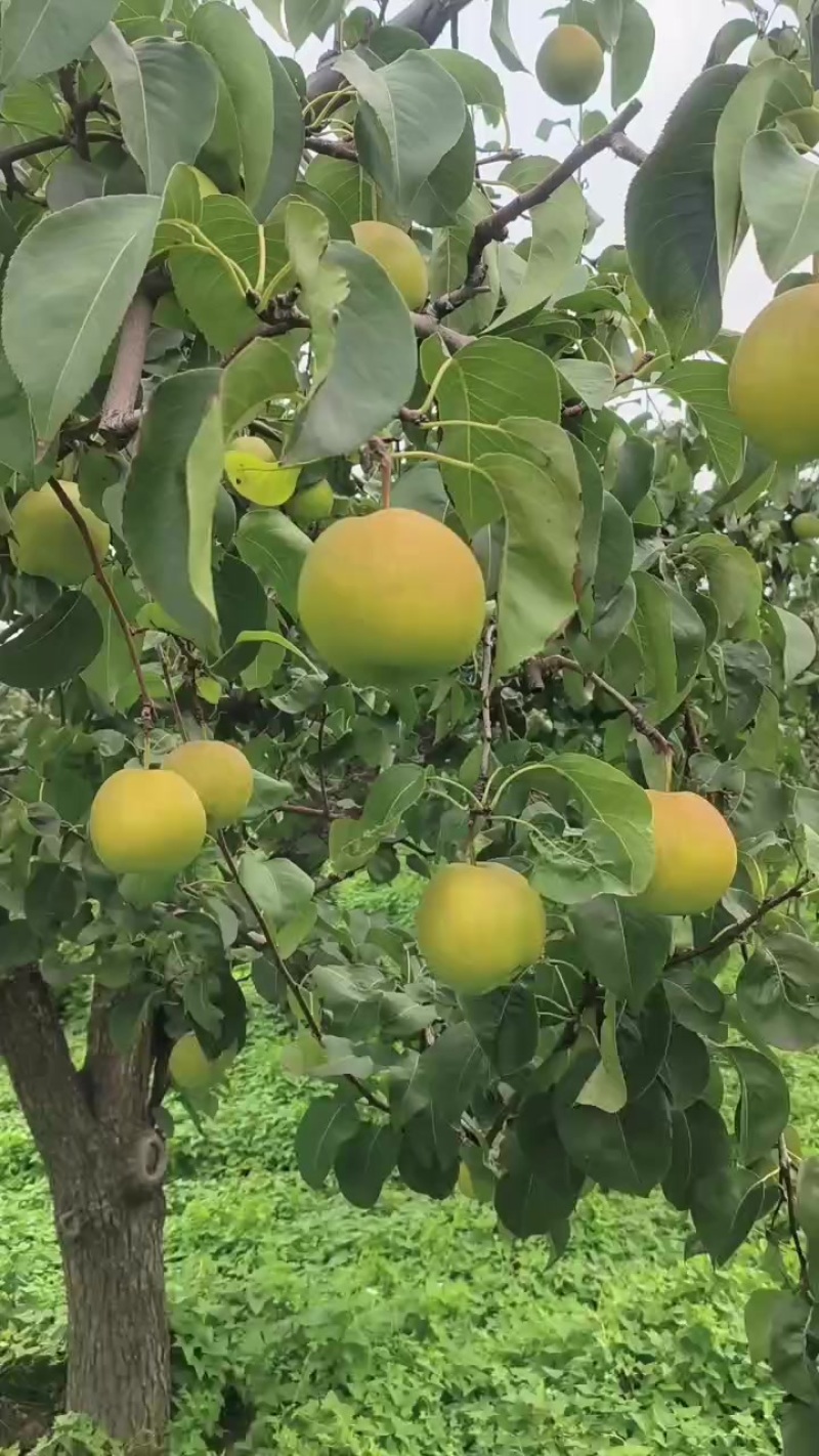 玉露香梨自产自销，口感好，糖分高，果面好价格优惠
