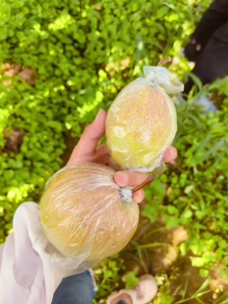 玉露香梨自产自销，口感好，糖分高，果面好价格优惠