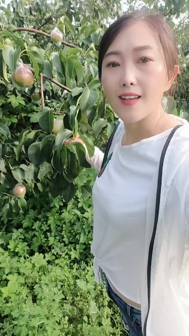 玉露香梨自产自销，口感好，糖分高，果面好价格优惠