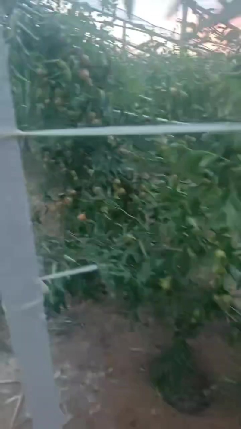 沾化冬枣大量供应中，一辰精品产地代发对接各大市场商超平台
