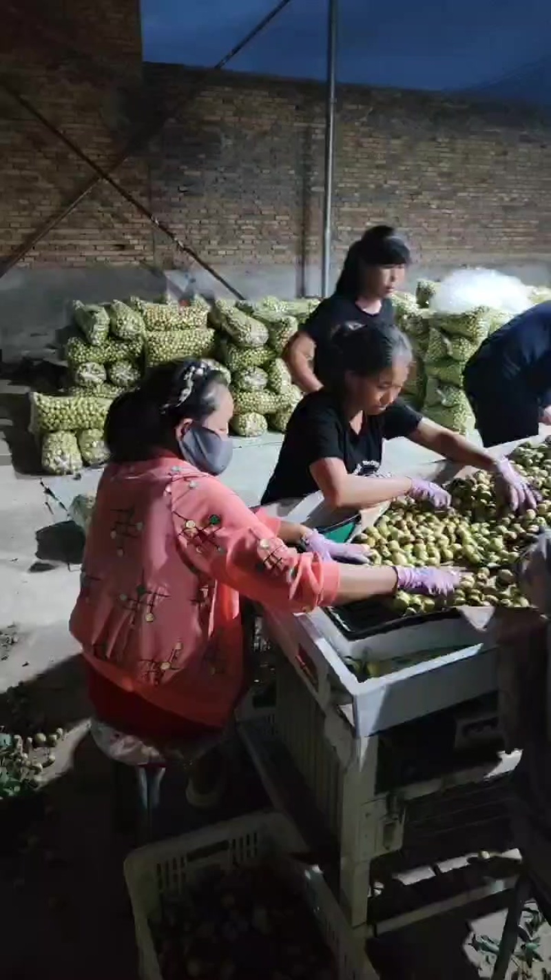 沾化冬枣大量供应中，一辰精品产地代发对接各大市场商超平台