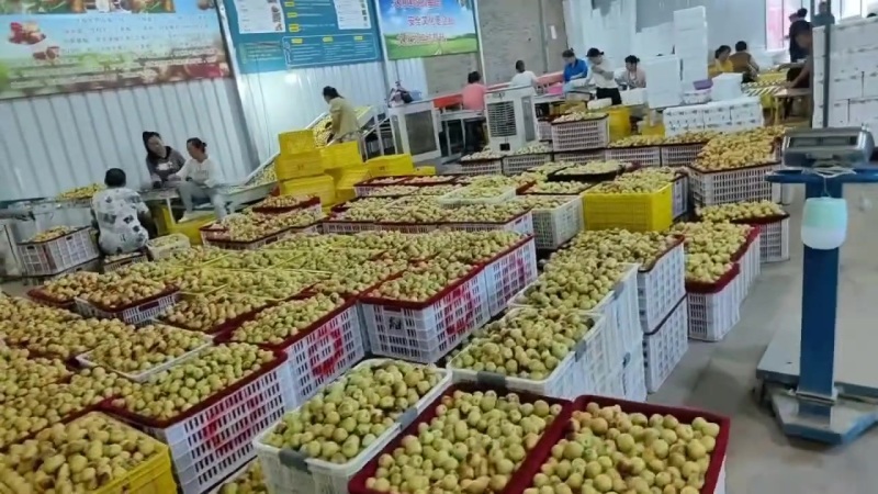 沾化冬枣大量供应中，一辰精品产地代发对接各大市场商超平台