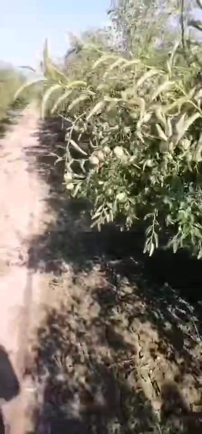 沾化冬枣大量供应中，一辰精品产地代发对接各大市场商超平台