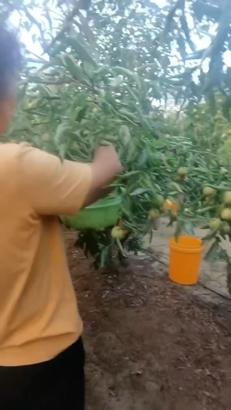沾化冬枣大量供应中，一辰精品产地代发对接各大市场商超平台