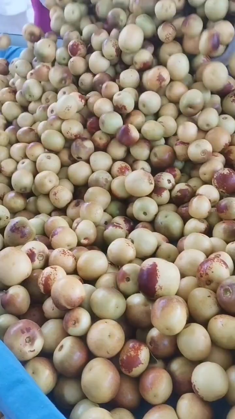 沾化冬枣大量供应中，一辰精品产地代发对接各大市场商超平台