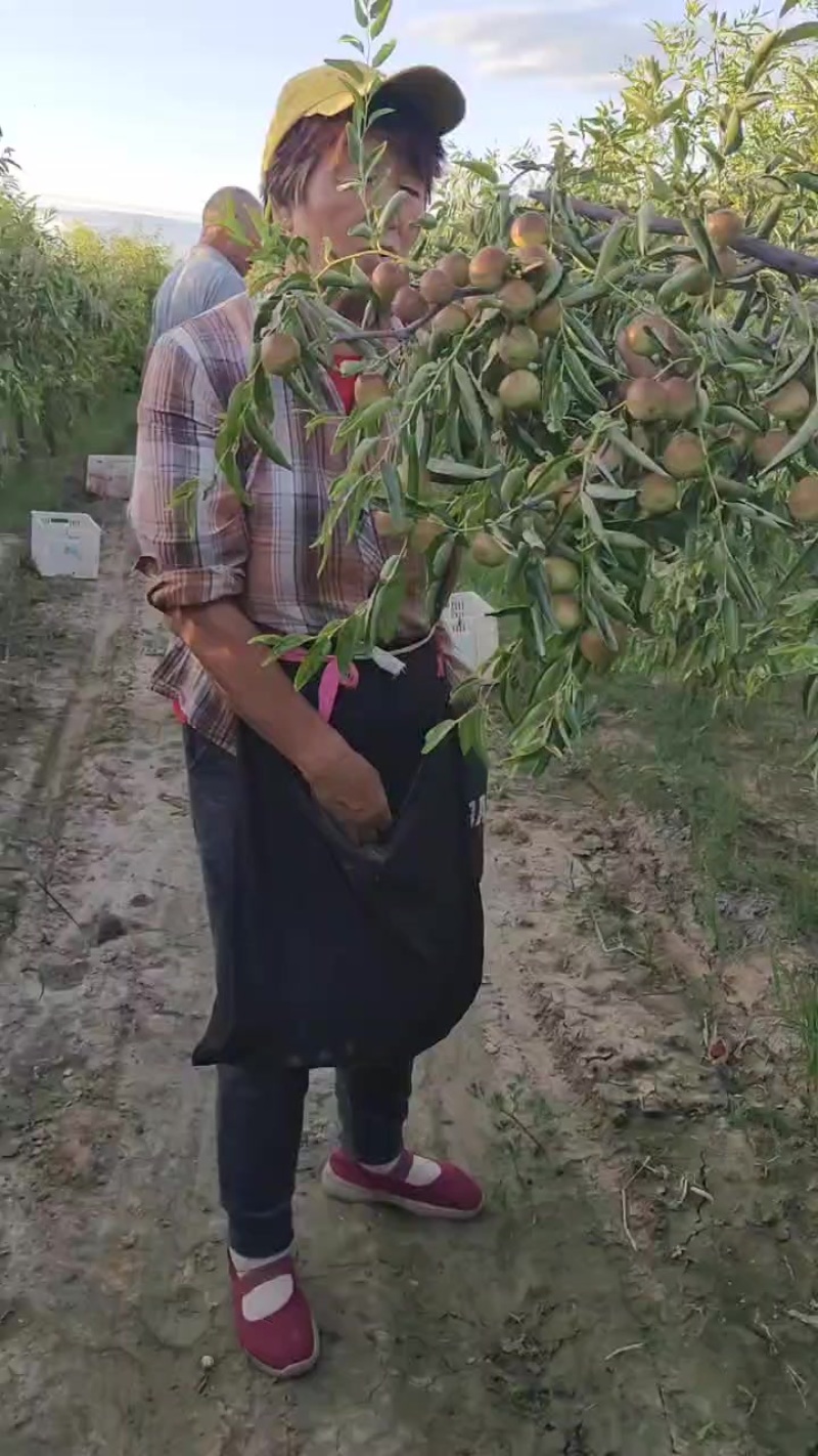 沾化冬枣大量供应中，一辰精品产地代发对接各大市场商超平台