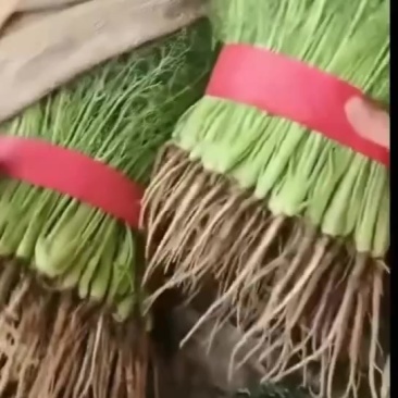 精品茴香