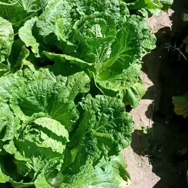 玲珑黄大白菜🥬
